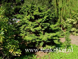 Tsuga canadensis 'Pygmaea'