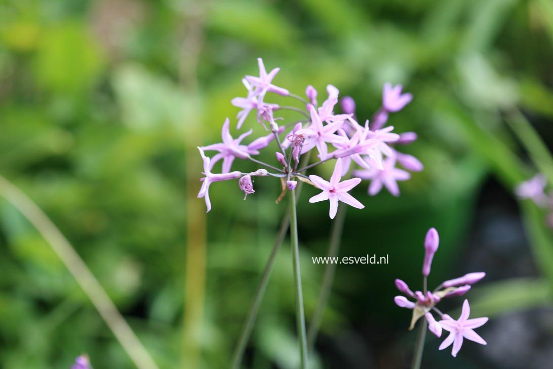 Tulbaghia violacea