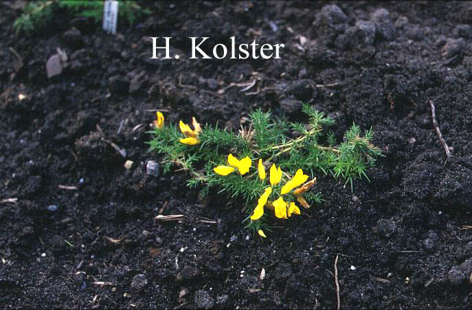 Ulex galli 'Mizen Head'