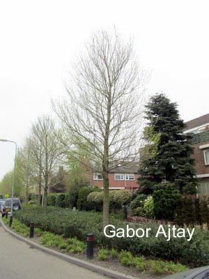 Ulmus 'Clusius' (56846)