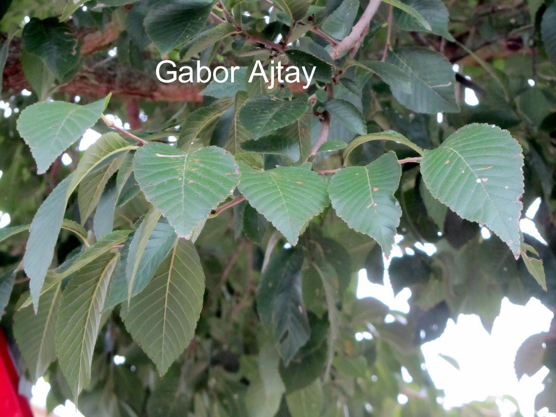 Ulmus 'New Horizon'