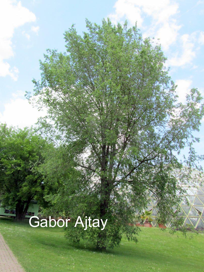 Ulmus 'Sapporo Autumn Gold'