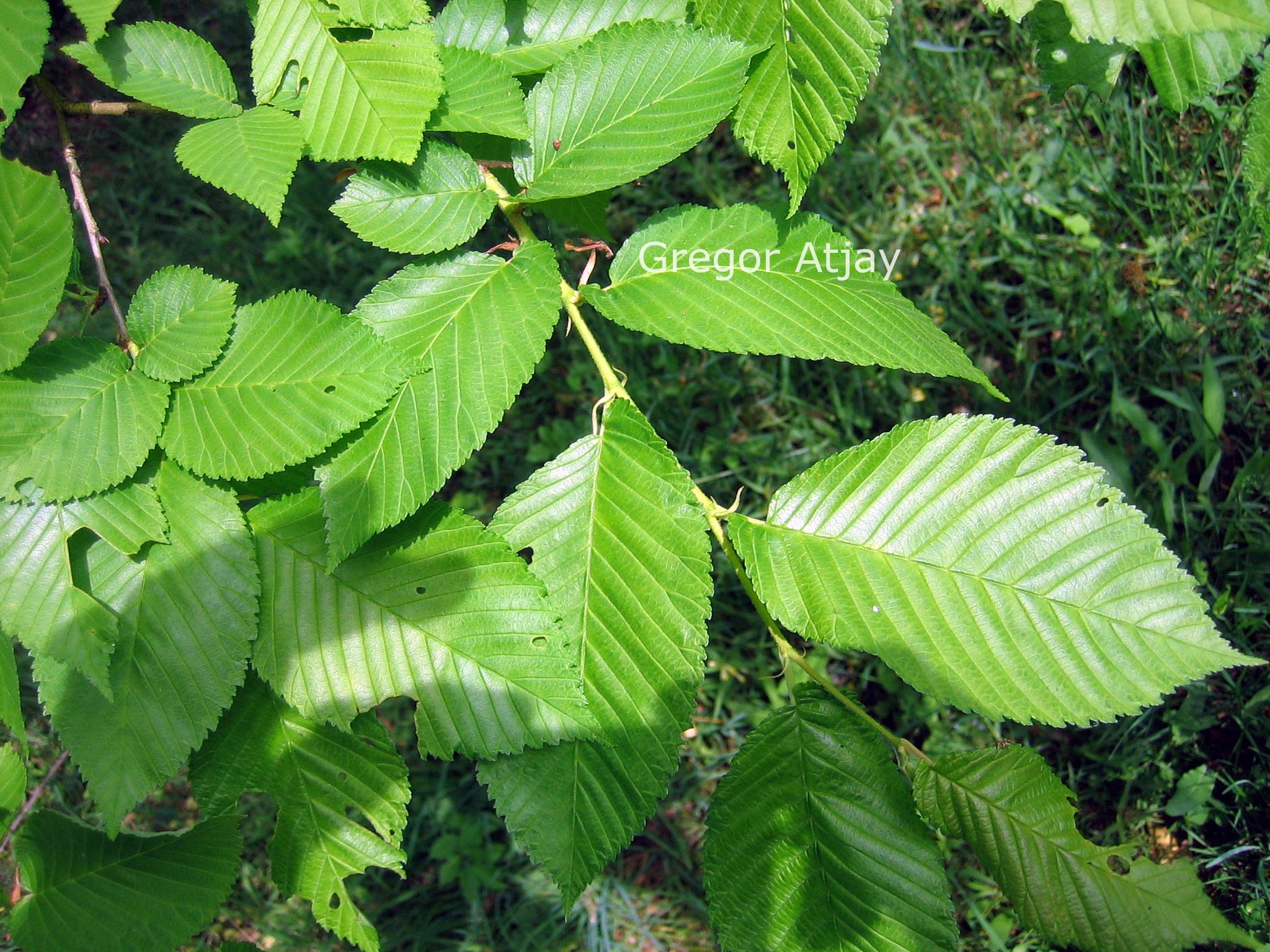 Ulmus davidiana