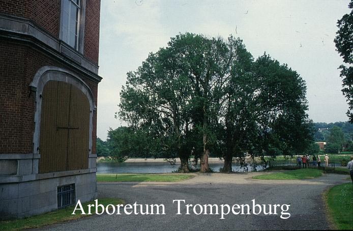 Ulmus glabra 'Exoniensis'