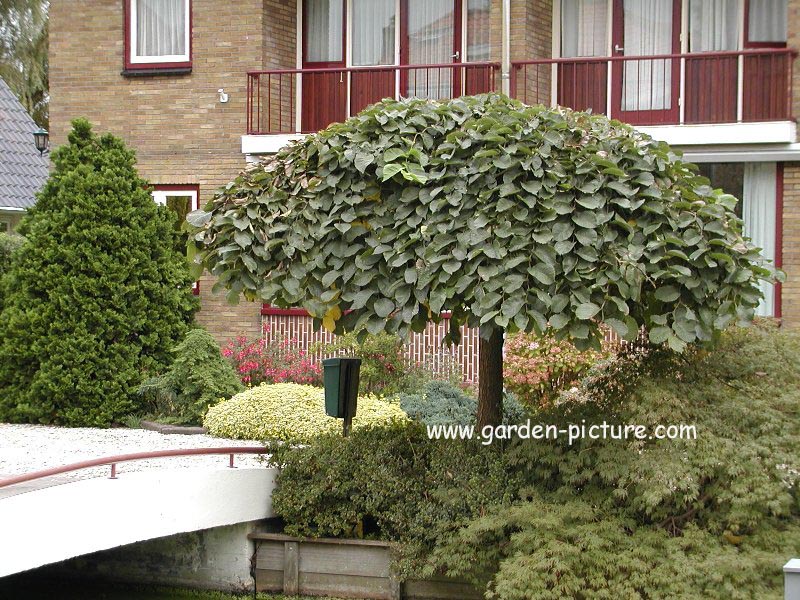 Ulmus glabra 'Pendula'