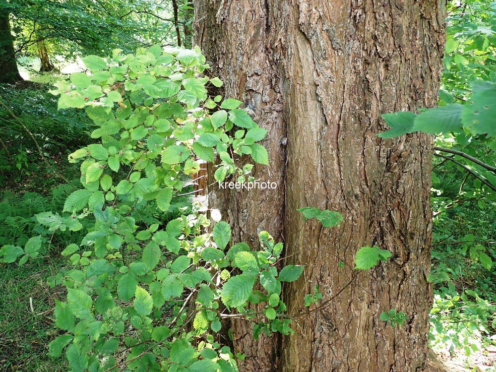 Ulmus laevis