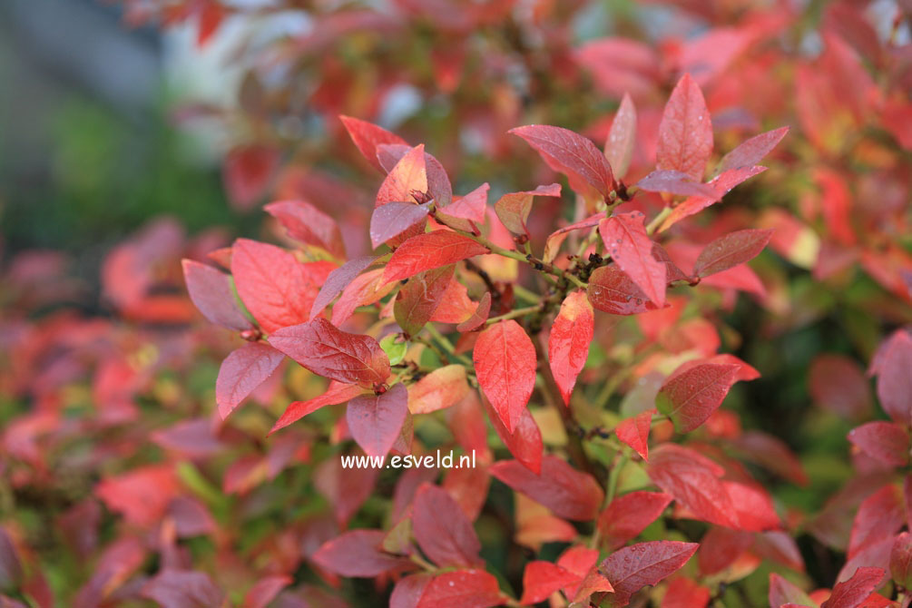 Vaccinium angustifolium 'Tophat'