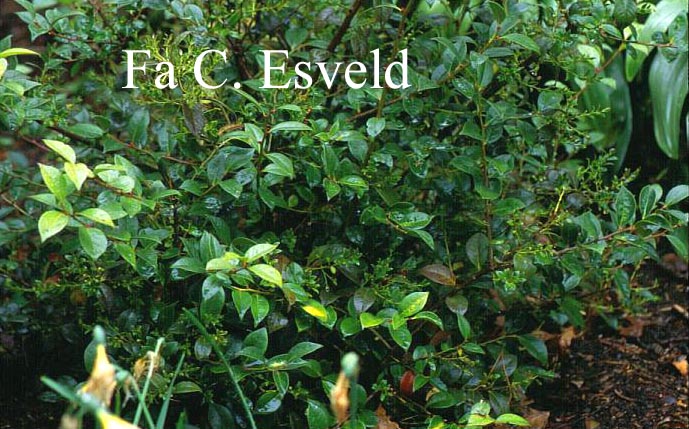 Vaccinium bracteatum