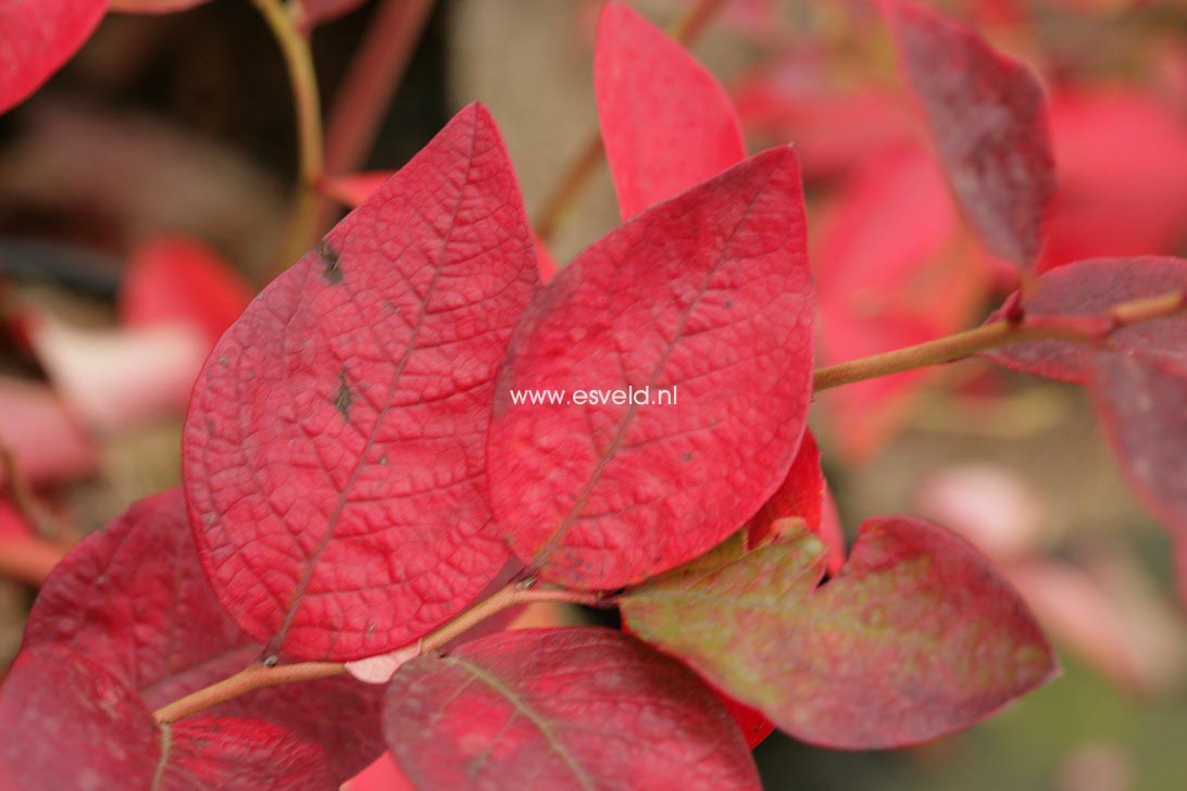 Vaccinium corymbosum 'Berkeley'