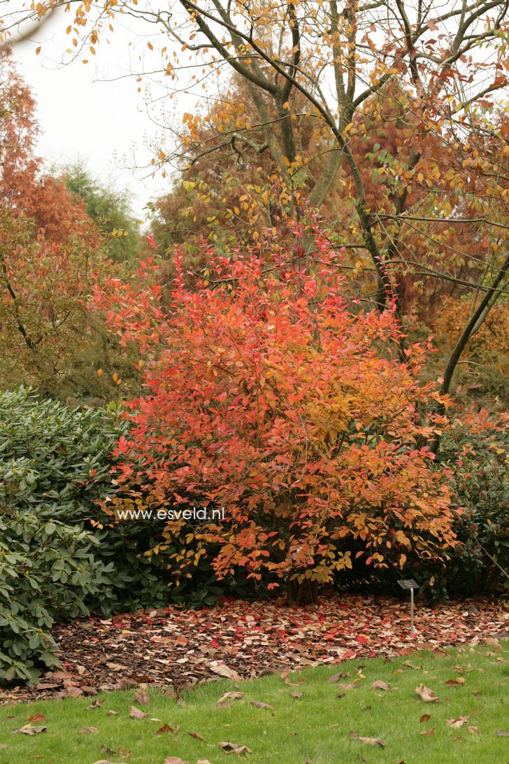 Vaccinium corymbosum 'Goldtraube'