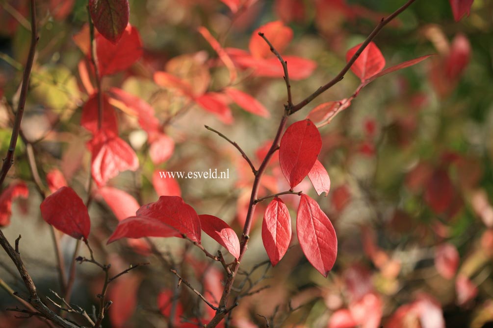 Vaccinium corymbosum 'Ivanhoe'