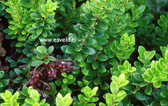 Vaccinium dendrocharis