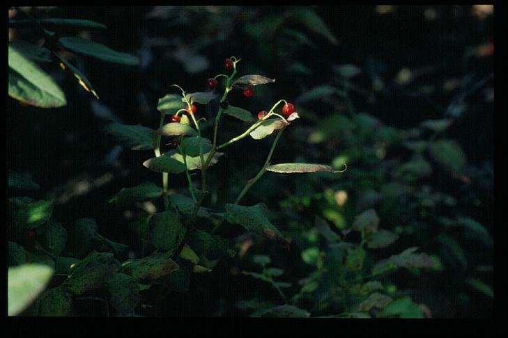 Vaccinium erythrocarpum ssp. japonicum