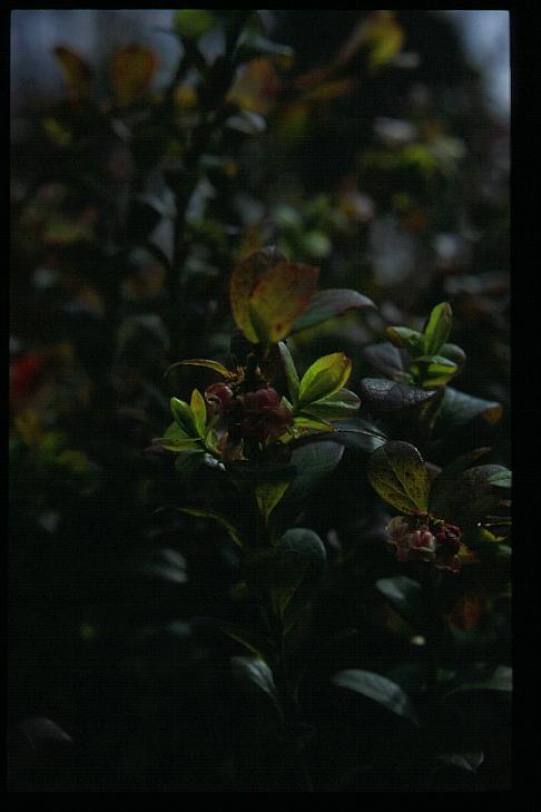 Vaccinium intermedium