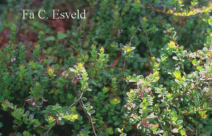 Vaccinium macrocarpon 'Langlois'