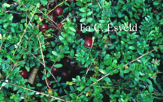 Vaccinium macrocarpon 'Pilgrim'