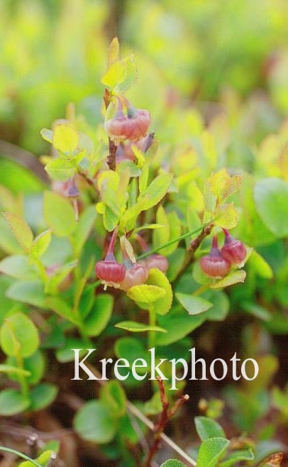Vaccinium myrtillus