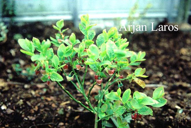 Vaccinium obtusum