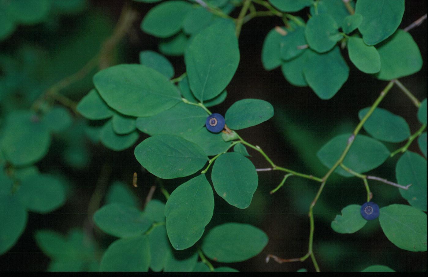 Vaccinium ovalifolium Vaccinium ovalifolium
