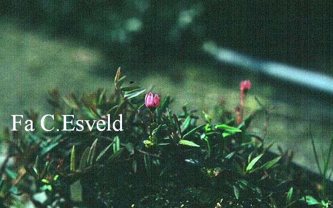 Vaccinium oxycoccus 'Rubrum'