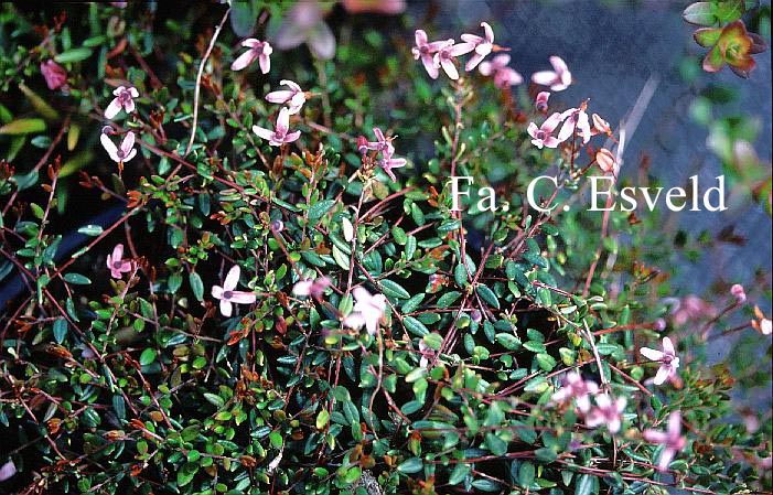 Vaccinium oxycoccus