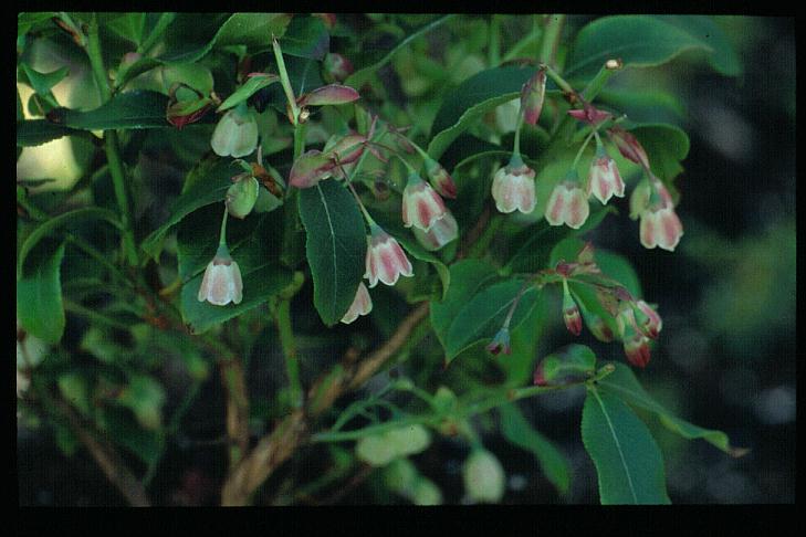 Vaccinium padifolium