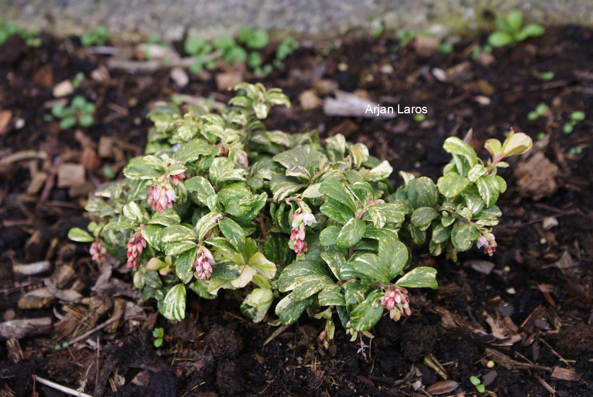 Vaccinium vitis-idaea 'Dolinda'