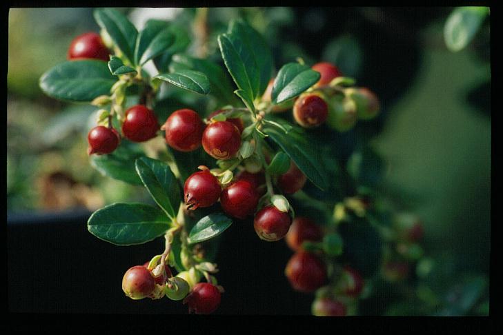 Vaccinium vitis-idaea 'Erntekrone' Vaccinium vitis-idaea 'Erntekrone'