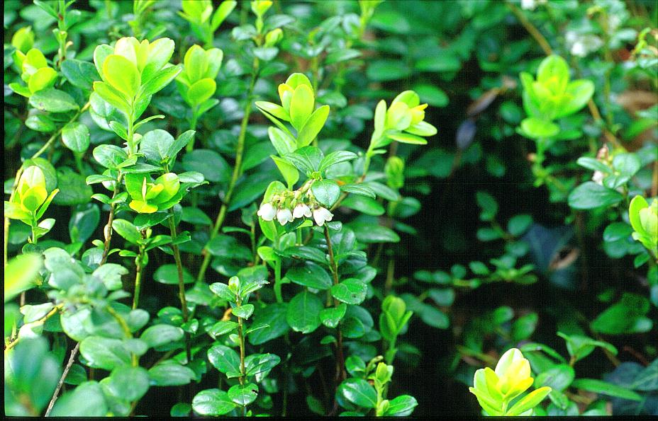 Vaccinium vitis-idaea 'Red Pearl'