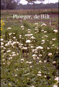 Valeriana phu 'Aurea'