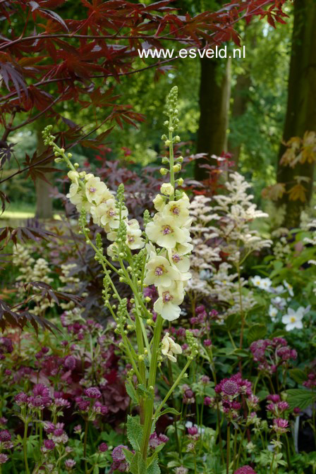 Verbascum 'Cotswold Queen' (A4118)