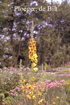 Verbascum 'Densiflorum' Verbascum 'Densiflorum'