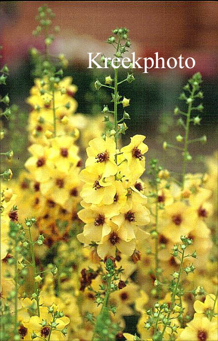 Verbascum 'Jackie'