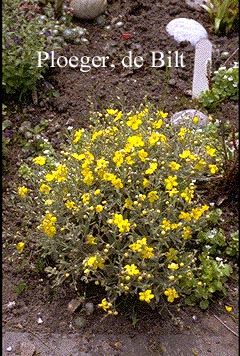 Verbascum 'Letitia' Verbascum 'Letitia'