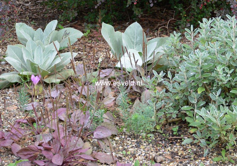 Verbascum bombyciferum