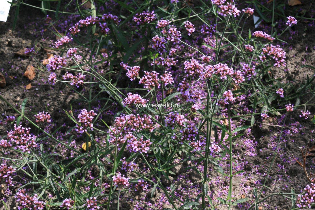 Verbena bonariensis 'Lollipop'