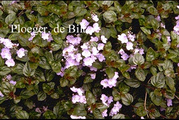 Veronica 'Madame Mercier'