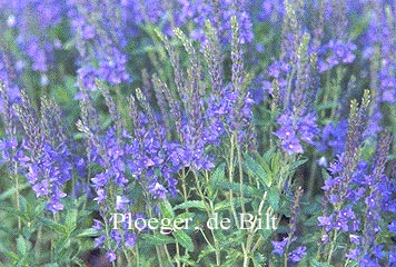Veronica austriaca 'True Blue' Veronica austriaca 'True Blue'