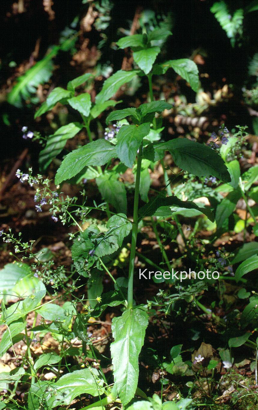 Veronica beccabunga