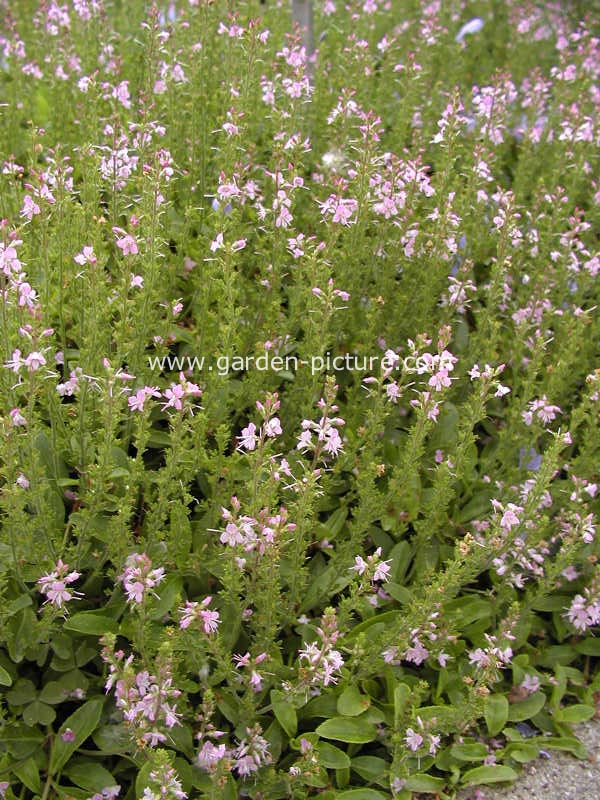Veronica cantiana 'Kentish Pink'