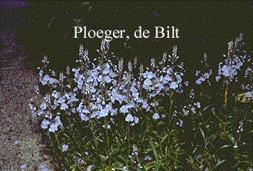 Veronica gentianoides 'Robusta'