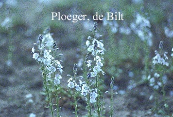 Veronica gentianoides 'Variegata'