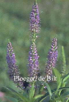 Veronica longifolia 'Blaubuendel' Veronica longifolia 'Blaubuendel'