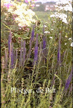 Veronica spicata 'Romiley Purple' Veronica spicata 'Romiley Purple'