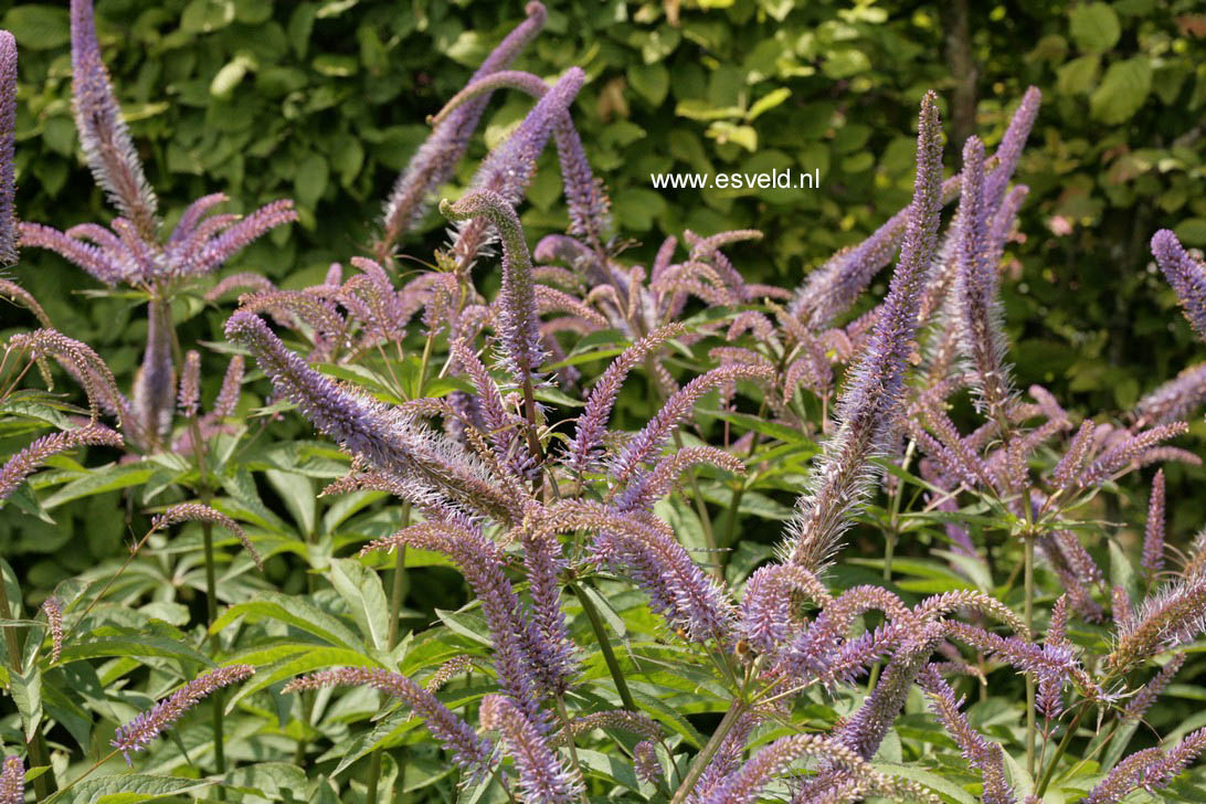 Veronicastrum sibiricum