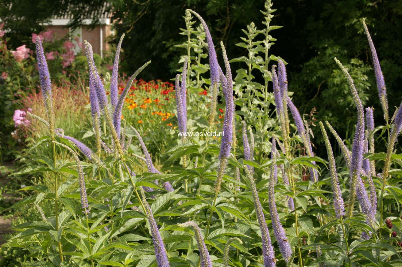 Veronicastrum virginicum 'Apollo'