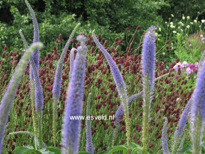 Veronicastrum virginicum (62236)