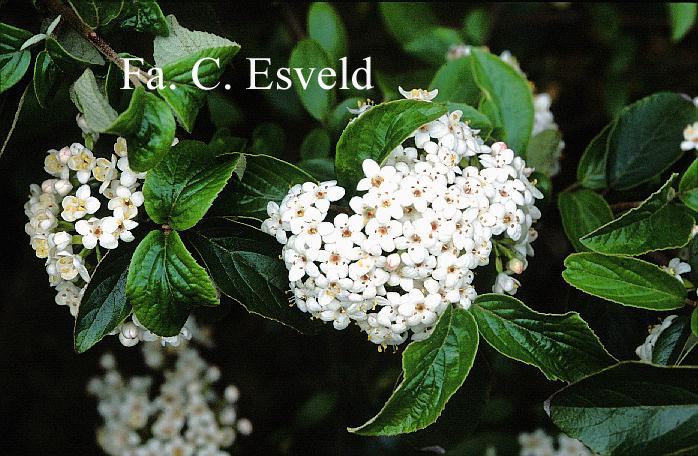 Viburnum 'Chesapeake'