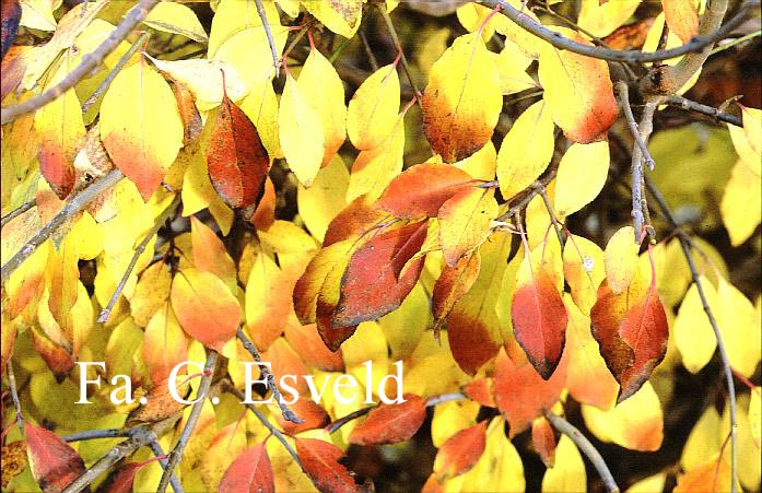 Viburnum 'Royal Guard'