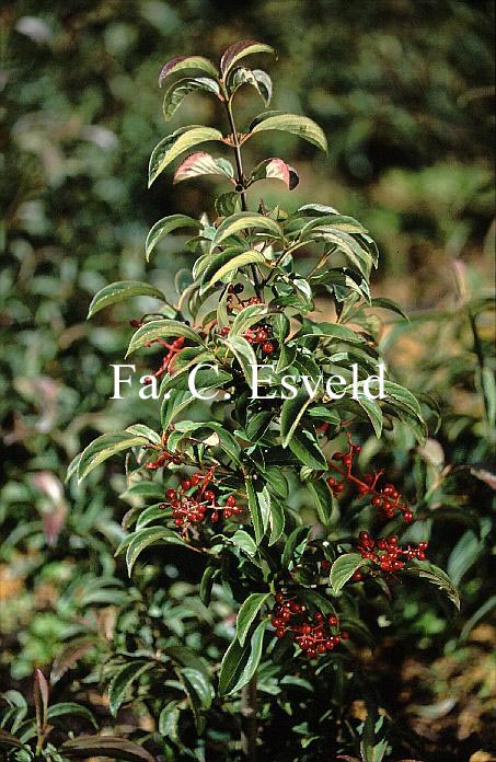 Viburnum 'Ward van Teylingen'